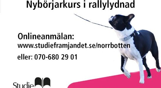 Nybörjarkurs Rallylydnad